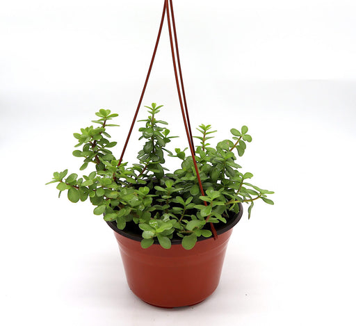 Portulacaria afra Hanging "Elephant Bush" Green Souq