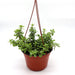 Portulacaria afra Hanging "Elephant Bush" Green Souq
