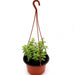 Portulacaria afra Hanging "Elephant Bush" Green Souq