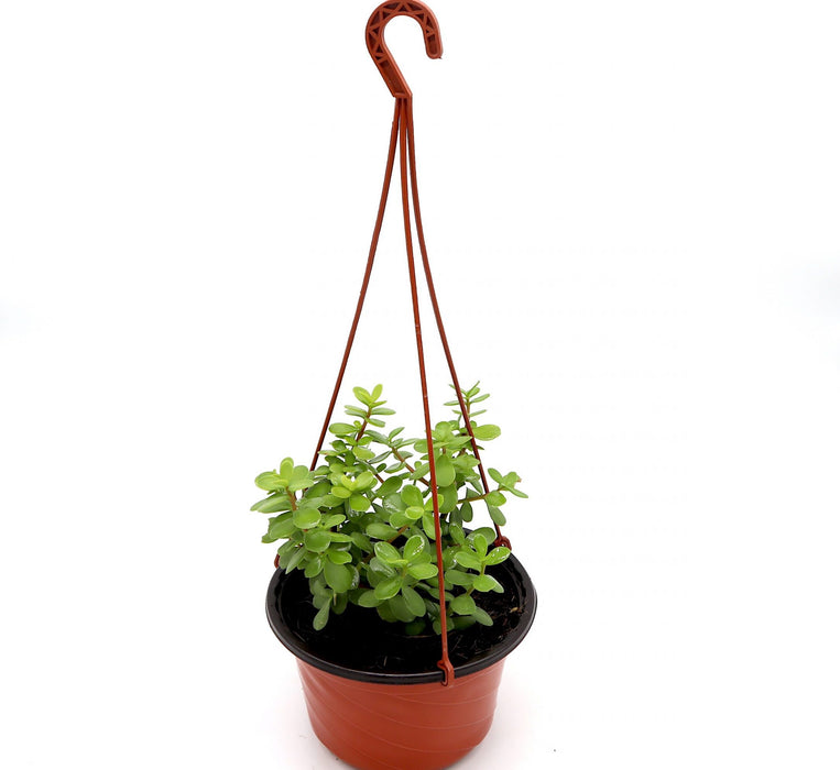 Portulacaria afra Hanging "Elephant Bush" Green Souq