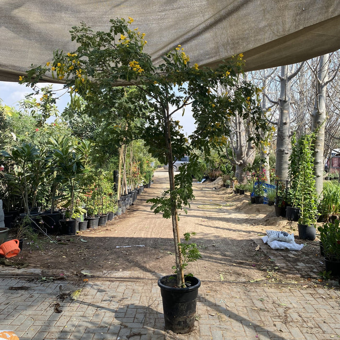Cassia Surattensis "Scrambled Egg Plant"