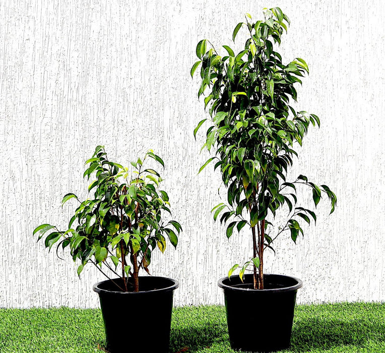 Ficus benjamina "Weeping Fig" (Outdoor)