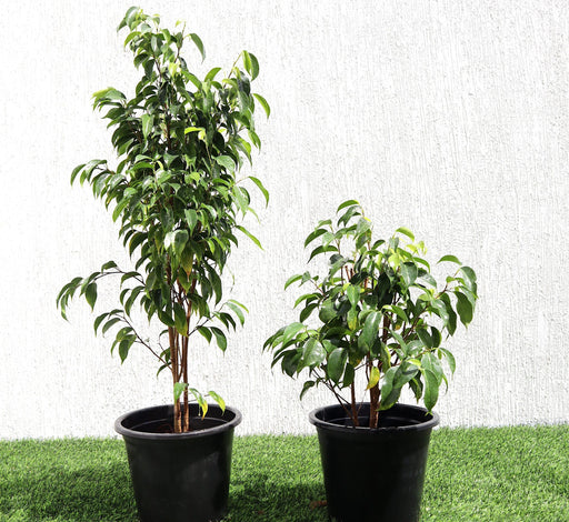 Ficus benjamina Green Souq