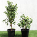 Ficus benjamina Green Souq