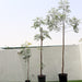 Azadirachta indica "Neem Tree" Green Souq