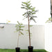 Peltophorum pterocarpum Yellow Flame or Copper Pod Green Souq