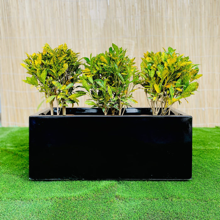 Croton Banana Trio in Rectangular Fiber Glass Planter (70x30x30cm)