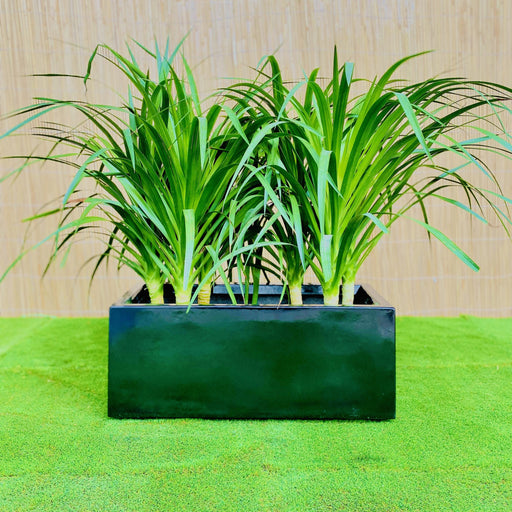 draco in grp pot greensouq