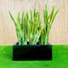 Snake Plants In Fiber Glass GRP Pot