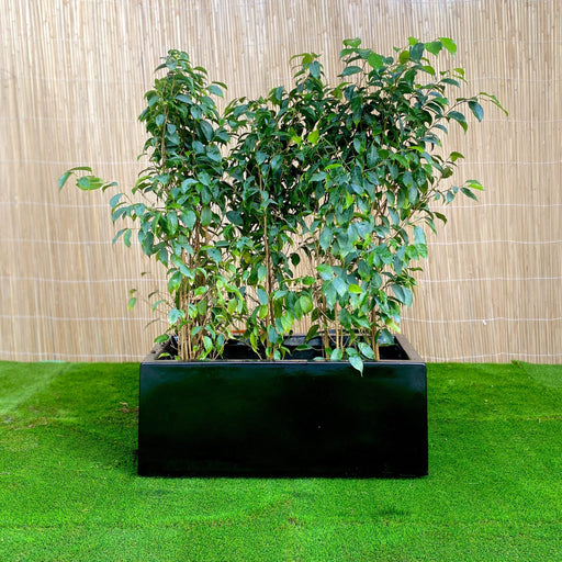 Ficus Banjamina Trio in Rectangular Fiber Glass Planter (GRP) (70x30x30cm)