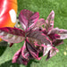 eranthemum Green Souq