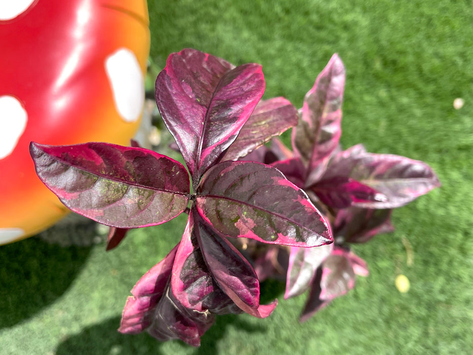 eranthemum Green Souq