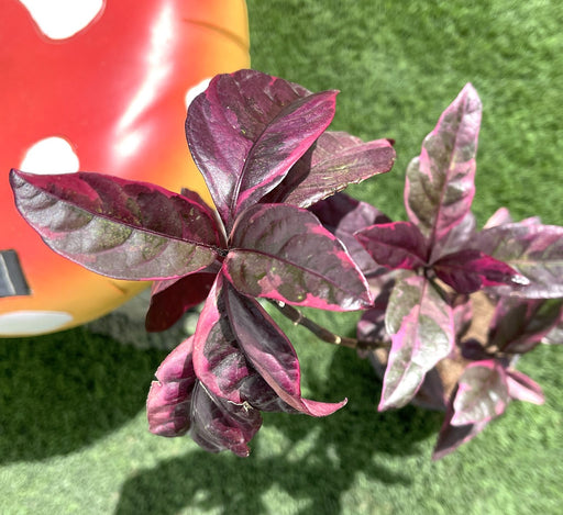 eranthemum Green Souq