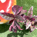 eranthemum Green Souq