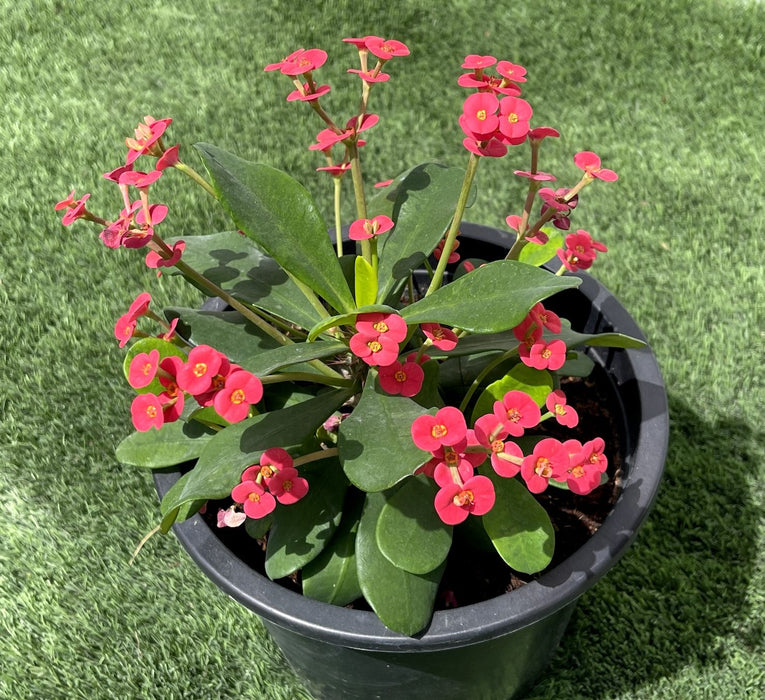 crown of thorns