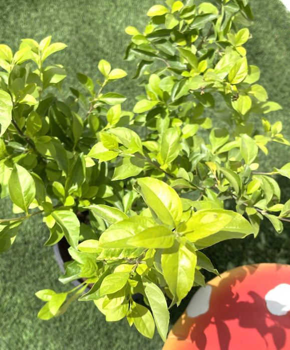 Duranta gold Green Souq