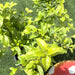 Duranta gold Green Souq