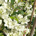 bougainvillea white
