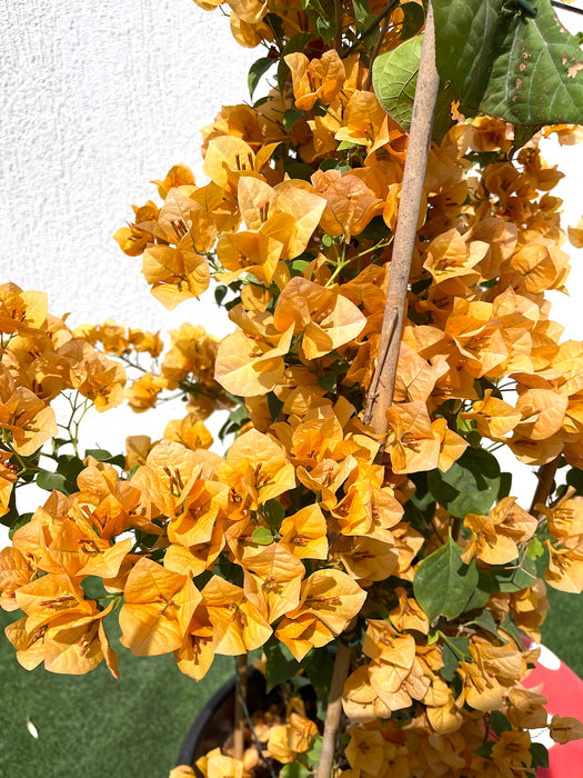 bougainvillea gold Green Souq