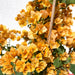 bougainvillea gold Green Souq