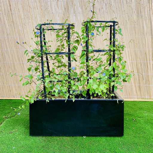 Jacquemontia Pentantha “Sky Blue Cluster Vine”