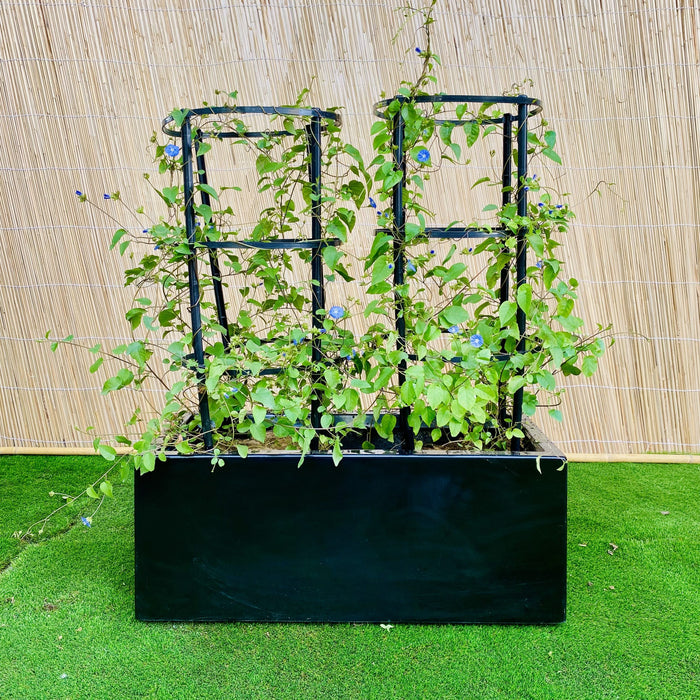 Jacquemontia Pentantha “Sky Blue Cluster Vine”