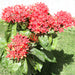 Ixora Coccinea Greensouq