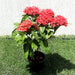 Ixora Coccinea Greensouq