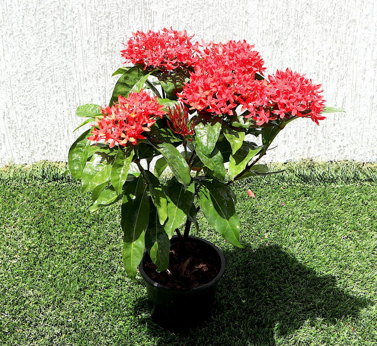 Ixora Coccinea Greensouq