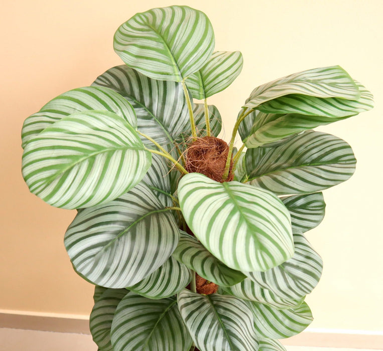 Artificial Calathea Orbifolia Greensouq