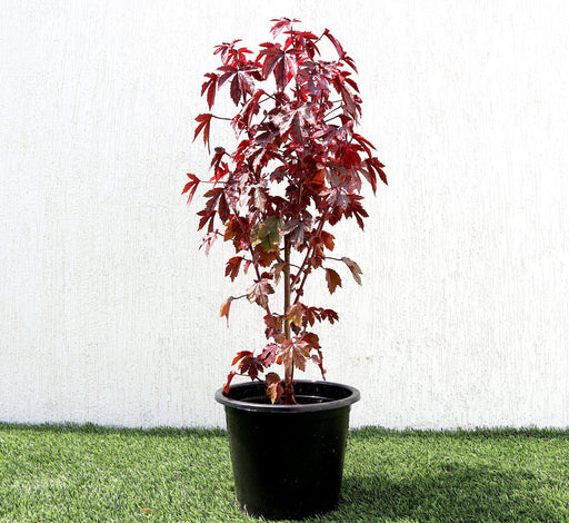 Hibiscus acetosella "Cranberry or Red Leaved Hibiscus" Greensouq