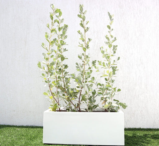 Silver buttonwood Greensouq