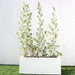 Silver buttonwood Greensouq