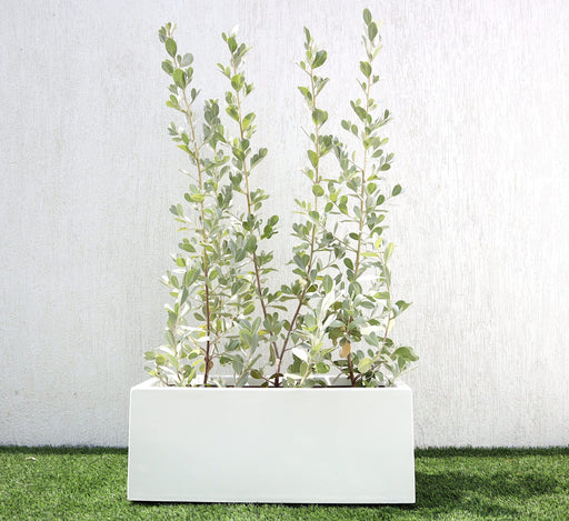 Silver buttonwood Greensouq