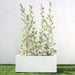 Silver buttonwood Greensouq