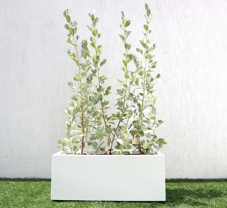 Silver buttonwood Greensouq
