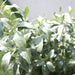 Conocarpus erectus Sericeus Greensouq