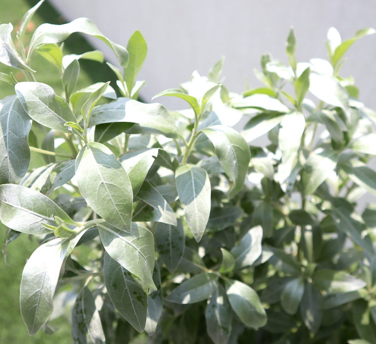 Conocarpus erectus Sericeus Greensouq