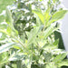 Conocarpus erectus Sericeus Greensouq