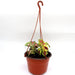 Coleus mix color "Hanging" plants Greensouq