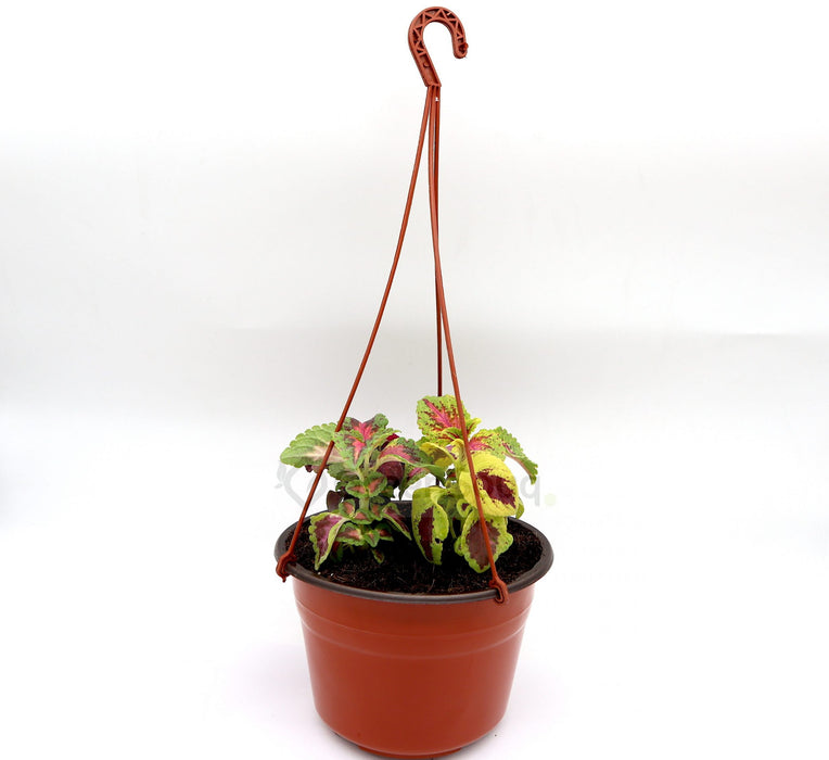 Coleus mix color "Hanging" plants Greensouq