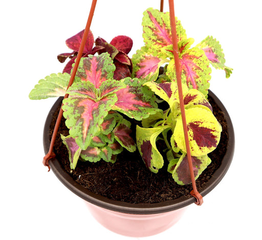Coleus mix color "Hanging" plants Greensouq