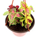 Coleus mix color "Hanging" plants Greensouq