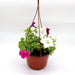 Hanging Petunia Mix "Petunias" Greensouq