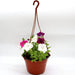 Hanging Petunia Mix "Petunias" Greensouq
