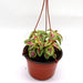Coleus mix color "Hanging" plants Greensouq