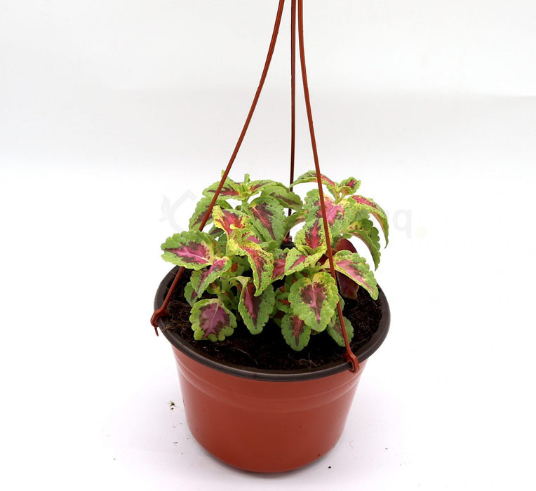 Coleus mix color "Hanging" plants Greensouq