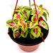 Coleus mix color "Hanging" plants Greensouq