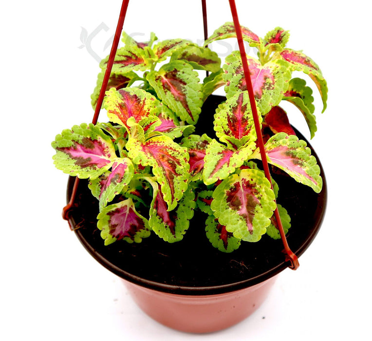 Coleus mix color "Hanging" plants Greensouq