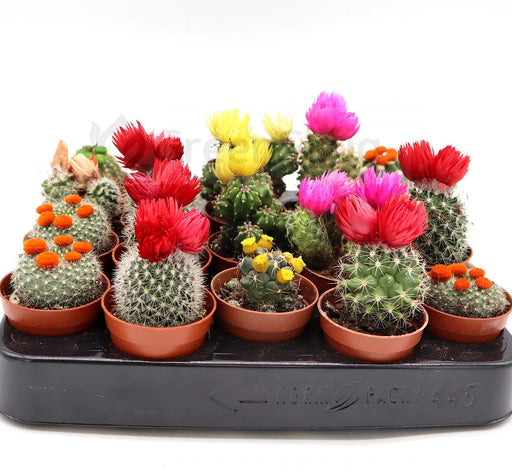 Ornamental Cactus Greensouq